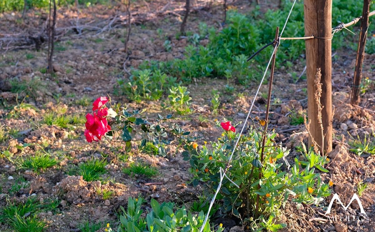 sovescio vini melillo