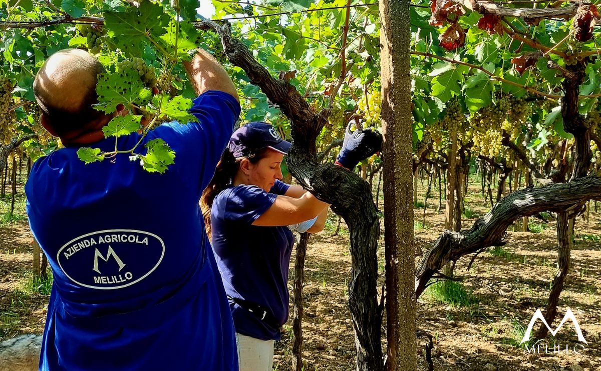 cos'è la vendemmia per noi